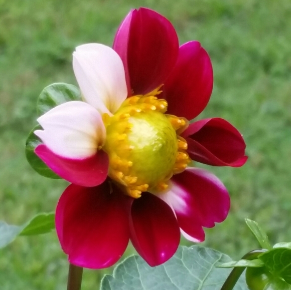 Meet your Posher, Crystal - Picture 1 of 1